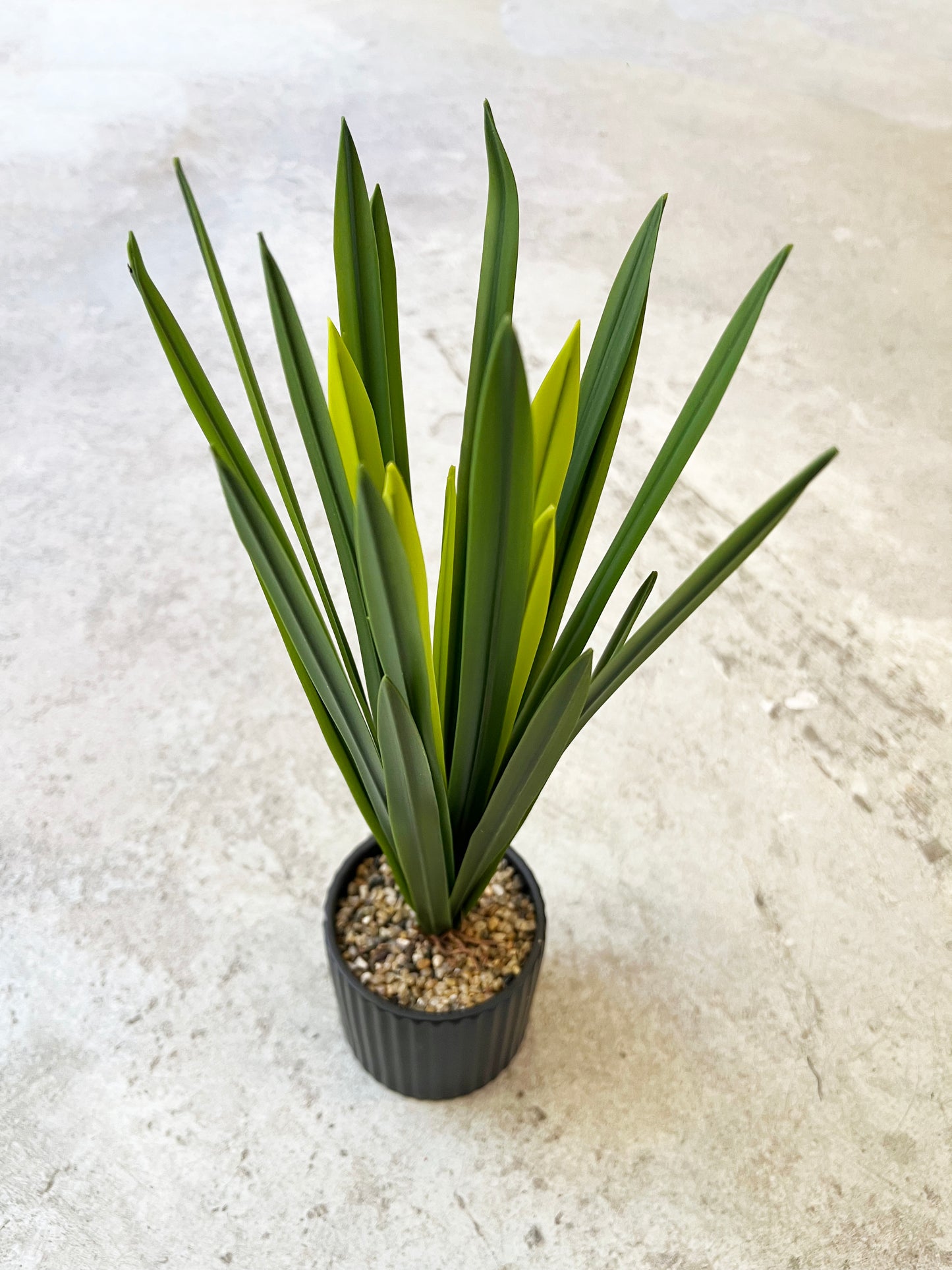 PLANTA MACETERO DRACAENA