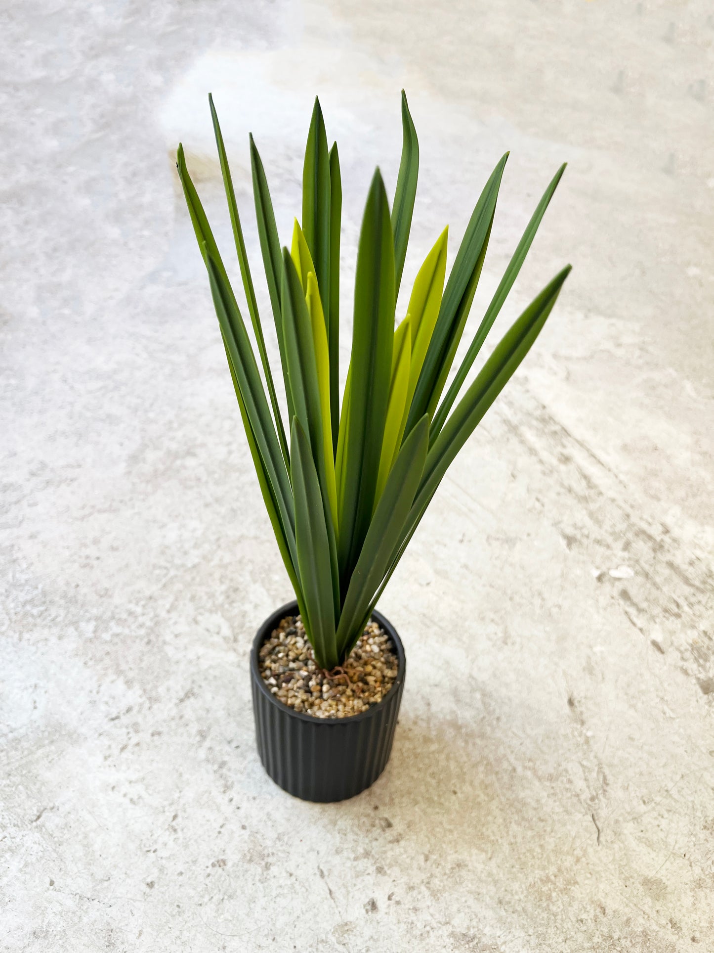 PLANTA MACETERO DRACAENA