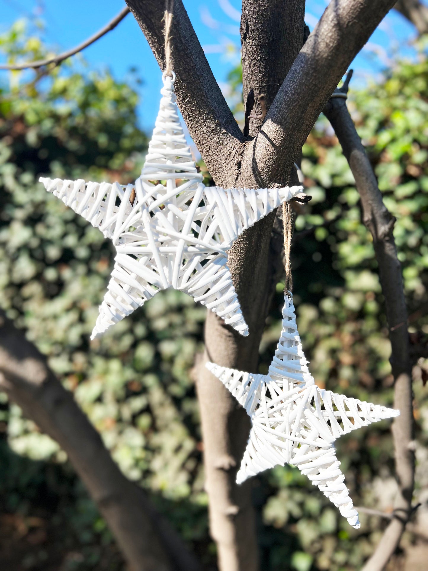 ESTRELLA BLANCA M