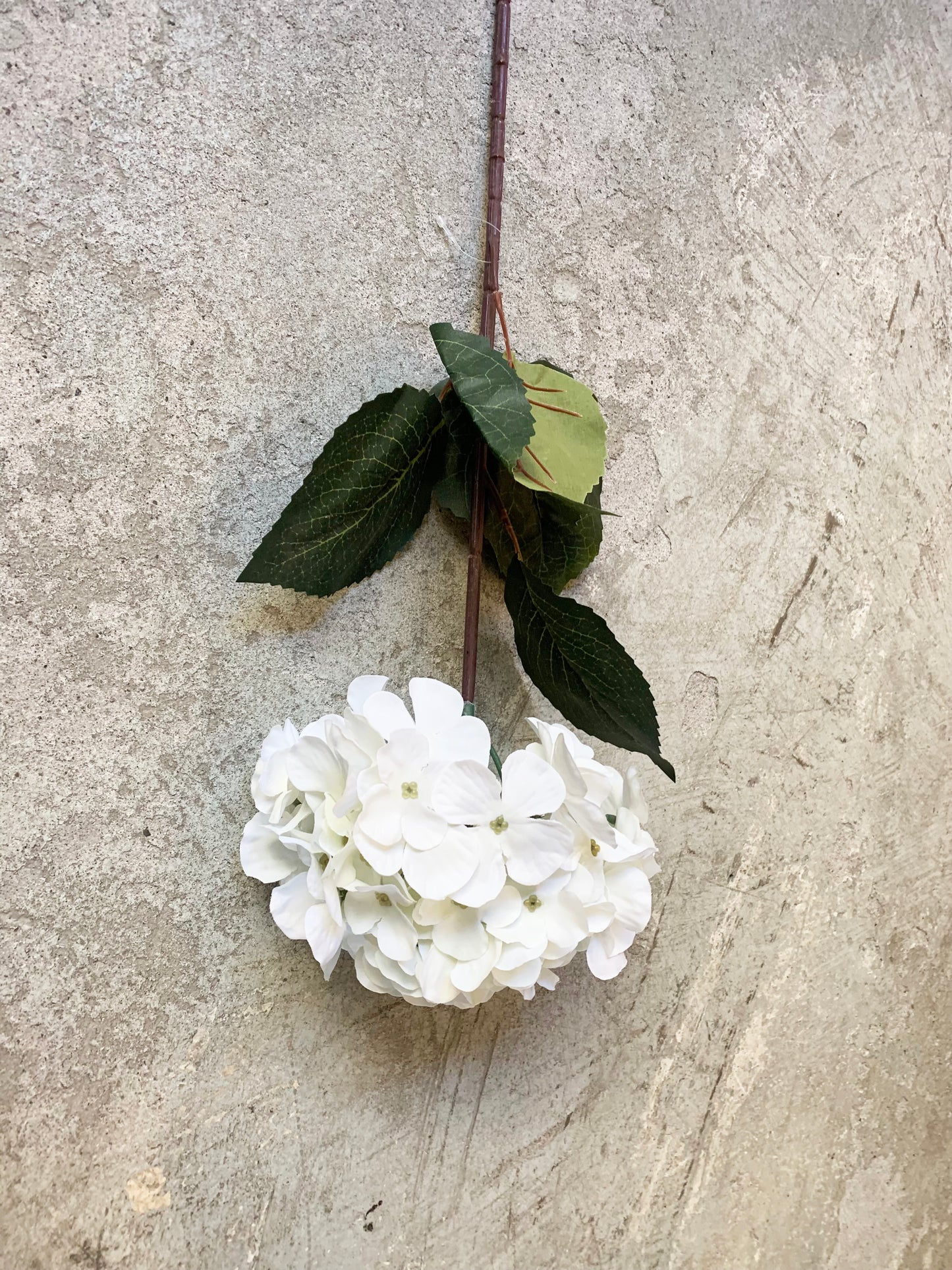 HORTENSIA BLANCA LARGA