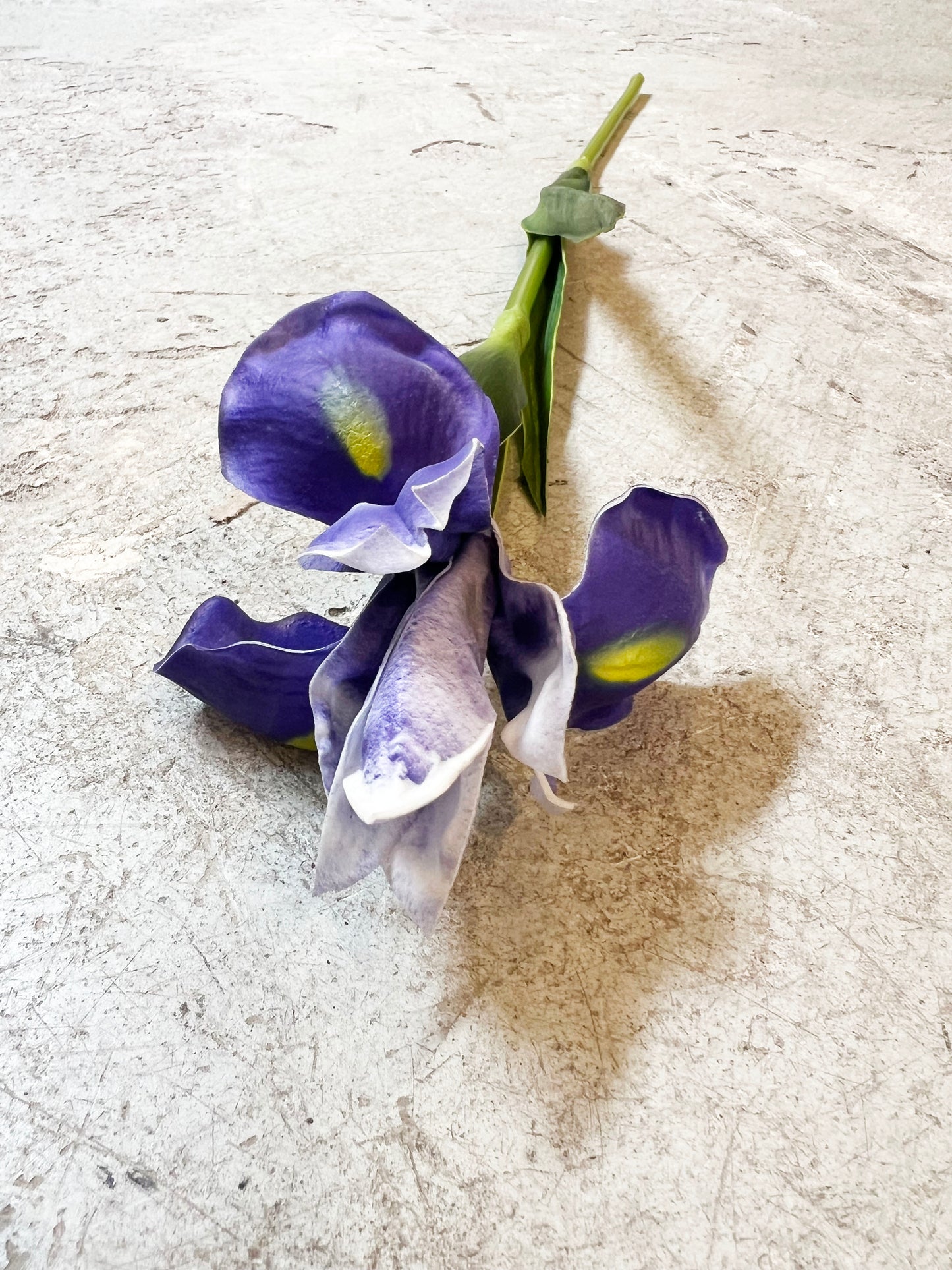 FLOR IRIS MORADO